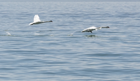 cute swan flying on lakeの写真素材