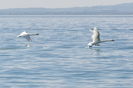 cute swan flying on lakeの写真素材