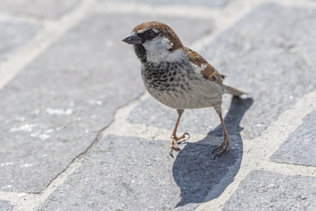 little sparrow walking in the streetの写真素材