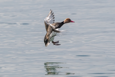 Turkish fistione netta rufina duck flying on lakeの写真素材