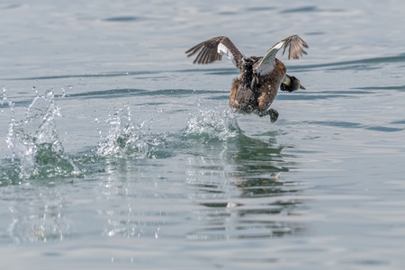 great crested grebe flying on lakeの写真素材