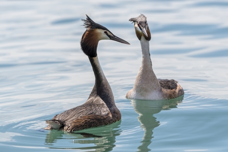 courtship of the great crested grebeの写真素材