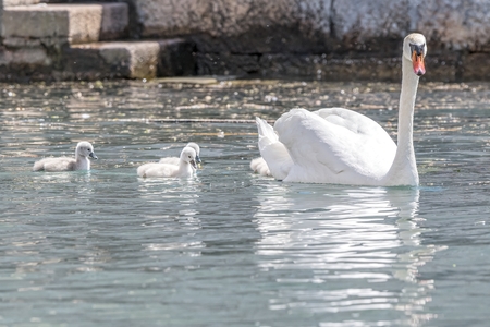 swan with her ducklingの写真素材