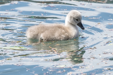 cute little swan's ducklingの写真素材