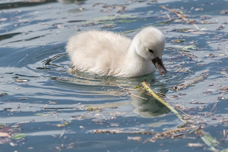 cute little swan's ducklingの写真素材