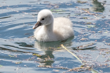cute little swan's ducklingの写真素材