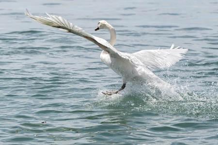 cute swan flying on lakeの写真素材