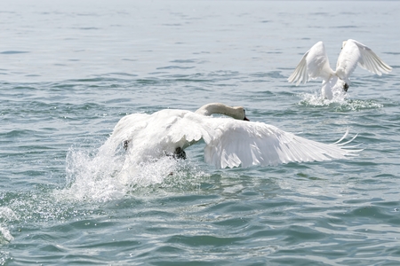 cute swan flying on lakeの写真素材