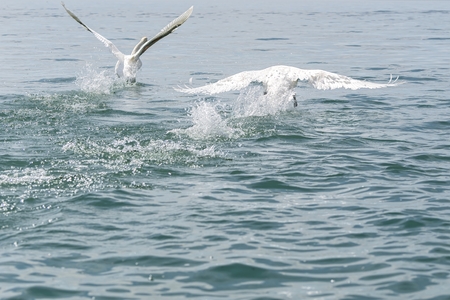 cute swan flying on lakeの写真素材