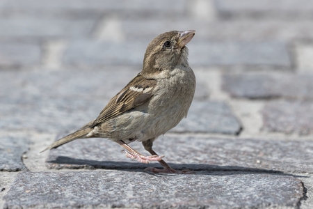 little sparrow walking in the streetの写真素材