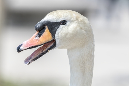 an elegant swan portraitの写真素材