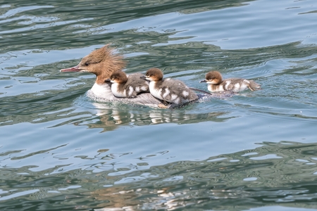 great crested grebe with her duckling on lakeの写真素材