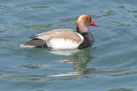 Turkish fistione netta rufina duck on lakeの写真素材