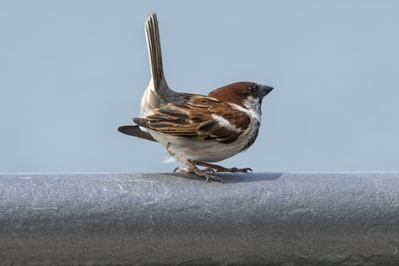 a little sparrow in loveの写真素材
