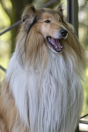 cute border collie dog at parkの写真素材