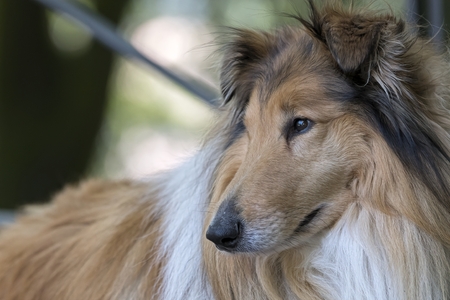 cute border collie dog at parkの写真素材