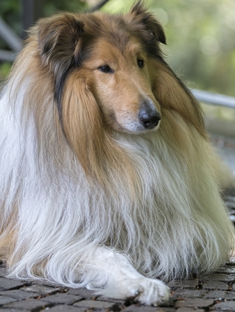 cute border collie dog at parkの写真素材