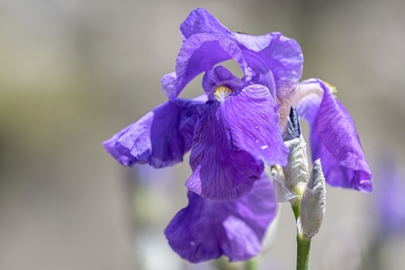 iris gladiolus in bloom in the gardenの写真素材