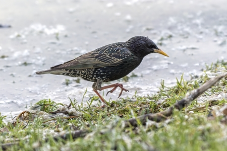 Crow Corvus cornix on lakeの写真素材