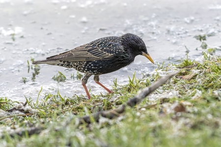 Crow Corvus cornix on lakeの写真素材