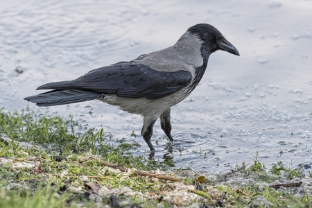 Crow Corvus cornix on lakeの写真素材