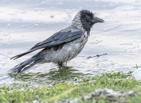 Crow Corvus cornix on lakeの写真素材