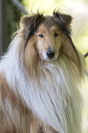 cute border collie dog at parkの写真素材