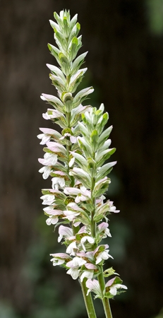 flower in bloom in the gardenの写真素材