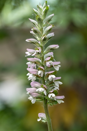 flower in bloom in the gardenの写真素材