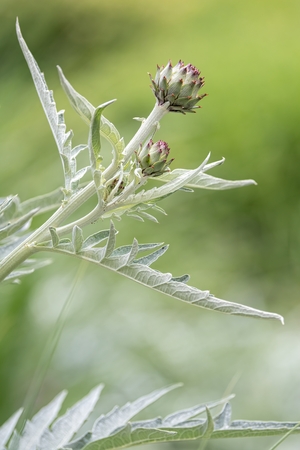 cynara scolymus plant in te gardenの写真素材