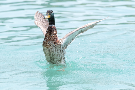 a cute duck at lakeの写真素材