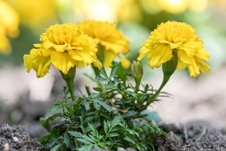 yellow tagete flower  in the gardenの写真素材