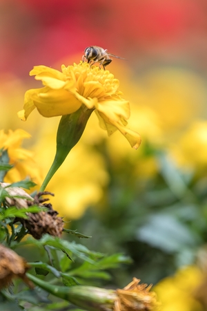bee on tagete flower  in the gardenの写真素材