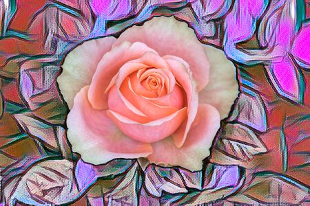 pink rose on texture backgroiundの写真素材