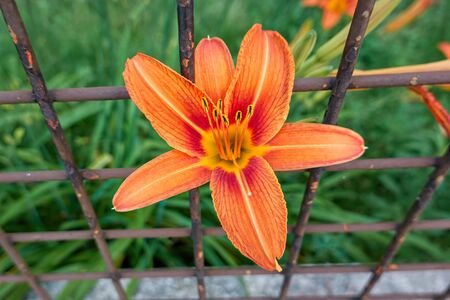 Lily.Let me go outの写真素材
