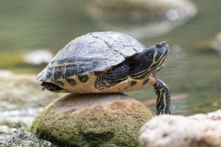cute turtles rest at sun on pondの写真素材