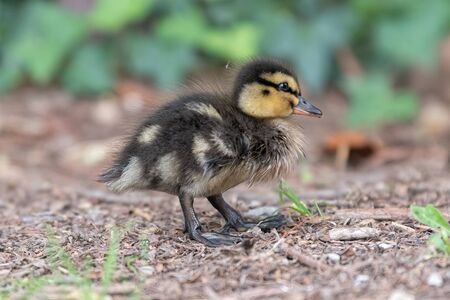little duckling walking at lakeの写真素材