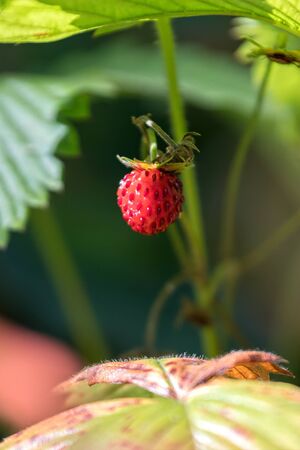 ripe strawberries in the gardenの写真素材