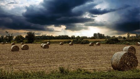 bale of hay in the meadow