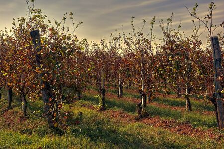 vineyard in autumn seasonの写真素材