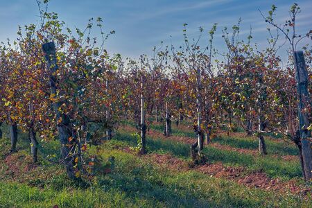 vineyard in autumn seasonの写真素材