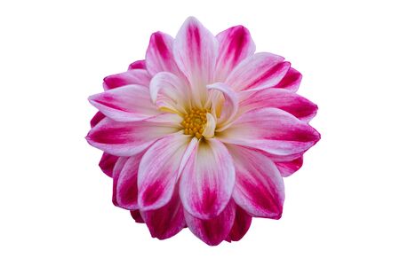 pink dahlia on texture backgroundの写真素材