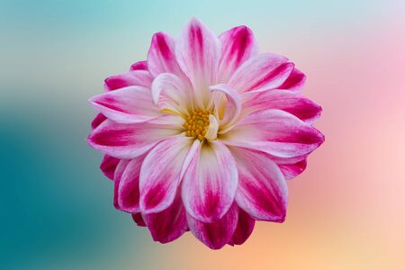 pink dahlia on texture backgroundの写真素材
