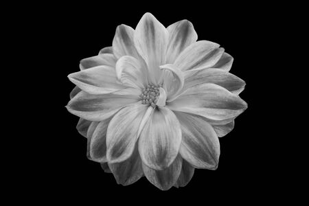 pink dahlia on texture backgroundの写真素材