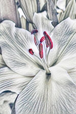 abstract white lily for holidaysの写真素材