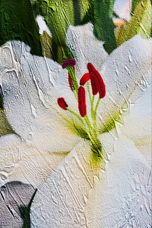 abstract white lily for holidaysの写真素材
