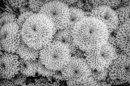 Chrysanthemum flower in the gardenの写真素材