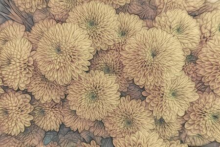 yellow Chrysanthemum flower in the gardenの写真素材