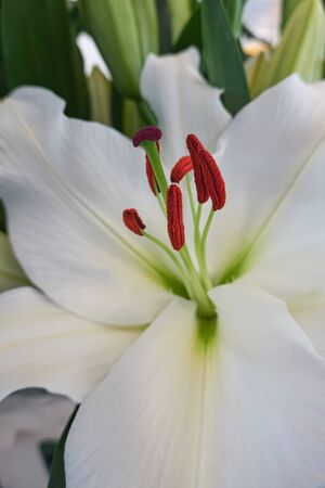 white lily for holidaysの写真素材