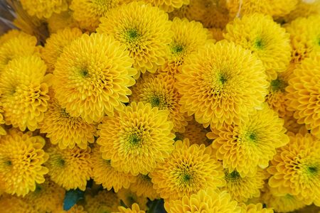 yellow Chrysanthemum flower in the gardenの写真素材